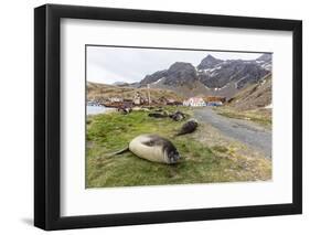 Southern Elephant Seal Pups (Mirounga Leonina) after Weaning in Grytviken Harbor, South Georgia-Michael Nolan-Framed Photographic Print