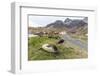 Southern Elephant Seal Pups (Mirounga Leonina) after Weaning in Grytviken Harbor, South Georgia-Michael Nolan-Framed Photographic Print