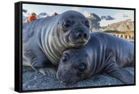 Southern Elephant Seal Pups (Mirounga Leonina), Gold Harbor, South Georgia, Polar Regions-Michael Nolan-Framed Stretched Canvas