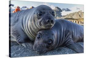 Southern Elephant Seal Pups (Mirounga Leonina), Gold Harbor, South Georgia, Polar Regions-Michael Nolan-Stretched Canvas