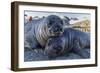 Southern Elephant Seal Pups (Mirounga Leonina), Gold Harbor, South Georgia, Polar Regions-Michael Nolan-Framed Photographic Print