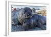 Southern Elephant Seal Pups (Mirounga Leonina), Gold Harbor, South Georgia, Polar Regions-Michael Nolan-Framed Photographic Print