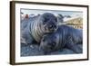 Southern Elephant Seal Pups (Mirounga Leonina), Gold Harbor, South Georgia, Polar Regions-Michael Nolan-Framed Photographic Print