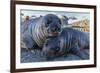Southern Elephant Seal Pups (Mirounga Leonina), Gold Harbor, South Georgia, Polar Regions-Michael Nolan-Framed Photographic Print