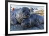 Southern Elephant Seal Pups (Mirounga Leonina), Gold Harbor, South Georgia, Polar Regions-Michael Nolan-Framed Photographic Print