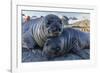 Southern Elephant Seal Pups (Mirounga Leonina), Gold Harbor, South Georgia, Polar Regions-Michael Nolan-Framed Photographic Print