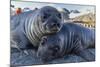 Southern Elephant Seal Pups (Mirounga Leonina), Gold Harbor, South Georgia, Polar Regions-Michael Nolan-Mounted Photographic Print