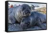 Southern Elephant Seal Pups (Mirounga Leonina), Gold Harbor, South Georgia, Polar Regions-Michael Nolan-Framed Stretched Canvas