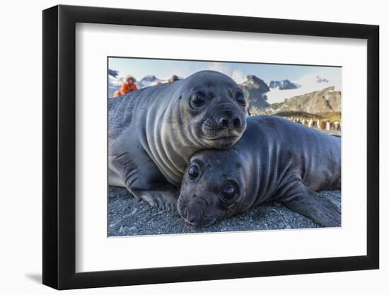 Southern Elephant Seal Pups (Mirounga Leonina), Gold Harbor, South Georgia, Polar Regions-Michael Nolan-Framed Premium Photographic Print