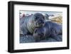 Southern Elephant Seal Pups (Mirounga Leonina), Gold Harbor, South Georgia, Polar Regions-Michael Nolan-Framed Premium Photographic Print