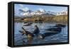 Southern Elephant Seal Pups (Mirounga Leonina), in Melt Water Pond, St. Andrews Bay, South Georgia-Michael Nolan-Framed Stretched Canvas