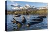 Southern Elephant Seal Pups (Mirounga Leonina), in Melt Water Pond, St. Andrews Bay, South Georgia-Michael Nolan-Stretched Canvas