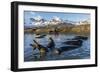 Southern Elephant Seal Pups (Mirounga Leonina), in Melt Water Pond, St. Andrews Bay, South Georgia-Michael Nolan-Framed Photographic Print