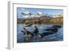 Southern Elephant Seal Pups (Mirounga Leonina), in Melt Water Pond, St. Andrews Bay, South Georgia-Michael Nolan-Framed Photographic Print