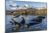 Southern Elephant Seal Pups (Mirounga Leonina), in Melt Water Pond, St. Andrews Bay, South Georgia-Michael Nolan-Mounted Photographic Print