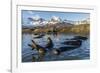 Southern Elephant Seal Pups (Mirounga Leonina), in Melt Water Pond, St. Andrews Bay, South Georgia-Michael Nolan-Framed Photographic Print