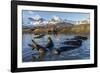 Southern Elephant Seal Pups (Mirounga Leonina), in Melt Water Pond, St. Andrews Bay, South Georgia-Michael Nolan-Framed Photographic Print