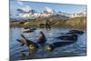 Southern Elephant Seal Pups (Mirounga Leonina), in Melt Water Pond, St. Andrews Bay, South Georgia-Michael Nolan-Mounted Photographic Print