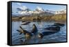 Southern Elephant Seal Pups (Mirounga Leonina), in Melt Water Pond, St. Andrews Bay, South Georgia-Michael Nolan-Framed Stretched Canvas