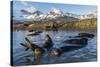 Southern Elephant Seal Pups (Mirounga Leonina), in Melt Water Pond, St. Andrews Bay, South Georgia-Michael Nolan-Stretched Canvas