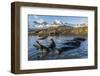 Southern Elephant Seal Pups (Mirounga Leonina), in Melt Water Pond, St. Andrews Bay, South Georgia-Michael Nolan-Framed Premium Photographic Print