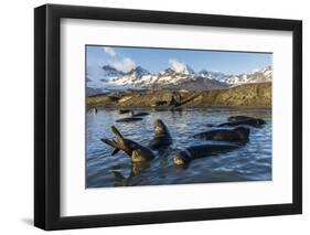 Southern Elephant Seal Pups (Mirounga Leonina), in Melt Water Pond, St. Andrews Bay, South Georgia-Michael Nolan-Framed Premium Photographic Print