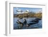 Southern Elephant Seal Pups (Mirounga Leonina), in Melt Water Pond, St. Andrews Bay, South Georgia-Michael Nolan-Framed Premium Photographic Print