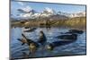 Southern Elephant Seal Pups (Mirounga Leonina), in Melt Water Pond, St. Andrews Bay, South Georgia-Michael Nolan-Mounted Premium Photographic Print