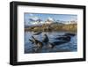 Southern Elephant Seal Pups (Mirounga Leonina), in Melt Water Pond, St. Andrews Bay, South Georgia-Michael Nolan-Framed Photographic Print