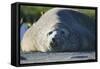 Southern Elephant Seal Relaxing in the Sand-DLILLC-Framed Stretched Canvas