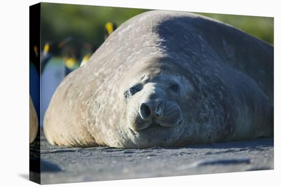 Southern Elephant Seal Relaxing in the Sand-DLILLC-Stretched Canvas