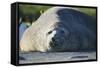 Southern Elephant Seal Relaxing in the Sand-DLILLC-Framed Stretched Canvas