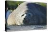 Southern Elephant Seal Relaxing in the Sand-DLILLC-Stretched Canvas