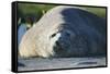 Southern Elephant Seal Relaxing in the Sand-DLILLC-Framed Stretched Canvas