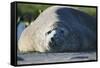 Southern Elephant Seal Relaxing in the Sand-DLILLC-Framed Stretched Canvas