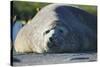 Southern Elephant Seal Relaxing in the Sand-DLILLC-Stretched Canvas