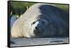 Southern Elephant Seal Relaxing in the Sand-DLILLC-Framed Stretched Canvas