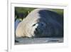 Southern Elephant Seal Relaxing in the Sand-DLILLC-Framed Photographic Print