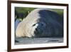 Southern Elephant Seal Relaxing in the Sand-DLILLC-Framed Photographic Print