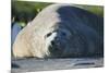 Southern Elephant Seal Relaxing in the Sand-DLILLC-Mounted Photographic Print