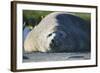 Southern Elephant Seal Relaxing in the Sand-DLILLC-Framed Photographic Print