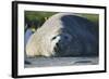 Southern Elephant Seal Relaxing in the Sand-DLILLC-Framed Photographic Print