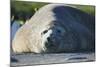 Southern Elephant Seal Relaxing in the Sand-DLILLC-Mounted Photographic Print