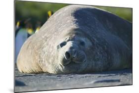 Southern Elephant Seal Relaxing in the Sand-DLILLC-Mounted Photographic Print