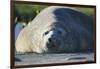 Southern Elephant Seal Relaxing in the Sand-DLILLC-Framed Photographic Print