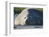 Southern Elephant Seal Relaxing in the Sand-DLILLC-Framed Photographic Print