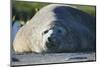 Southern Elephant Seal Relaxing in the Sand-DLILLC-Mounted Photographic Print