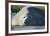 Southern Elephant Seal Relaxing in the Sand-DLILLC-Framed Photographic Print