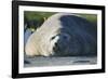 Southern Elephant Seal Relaxing in the Sand-DLILLC-Framed Photographic Print