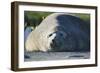 Southern Elephant Seal Relaxing in the Sand-DLILLC-Framed Photographic Print